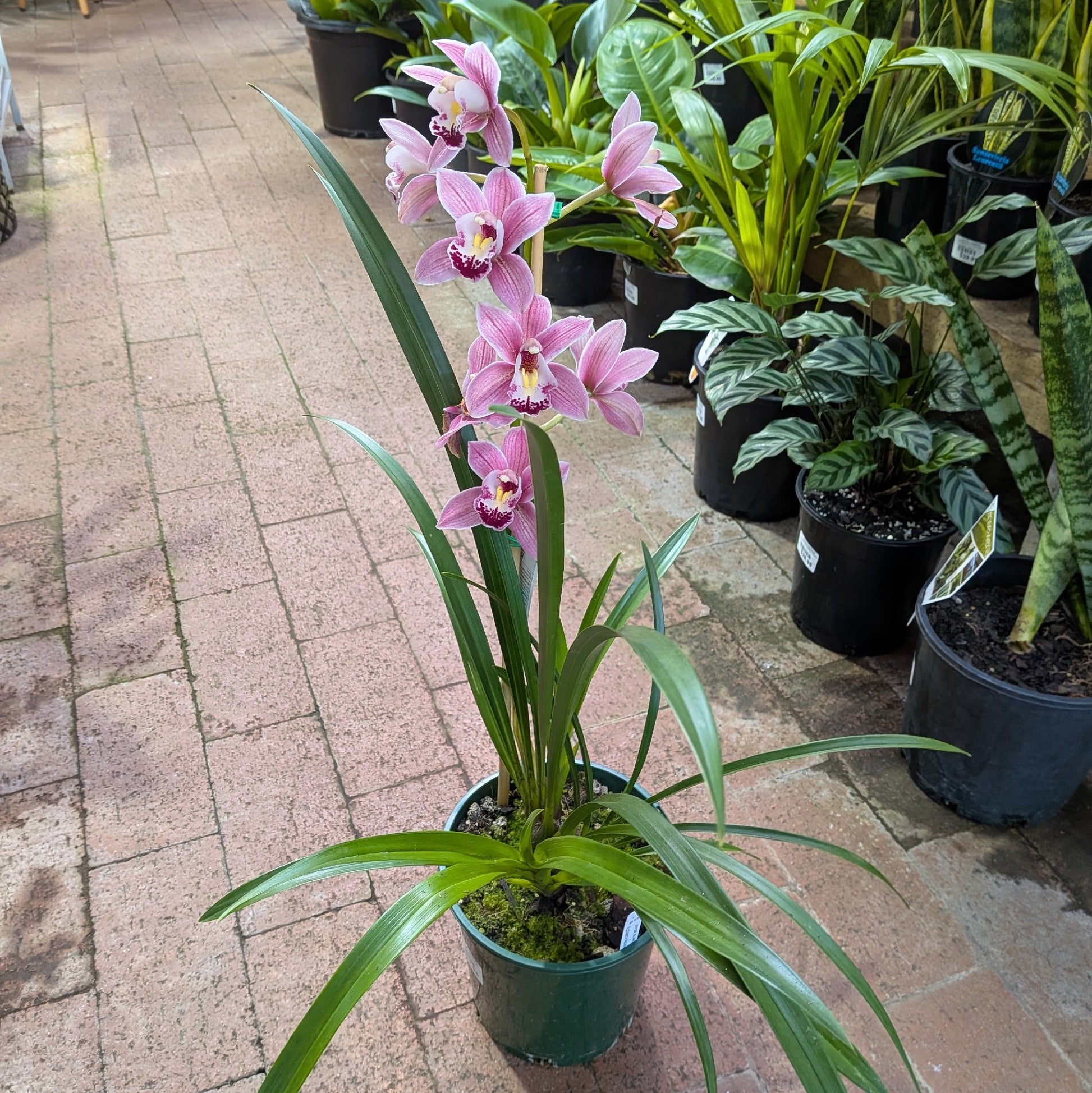 Cymbidium Orchid 40