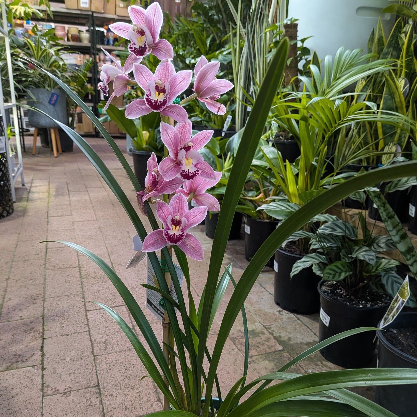 Cymbidium Orchid 40