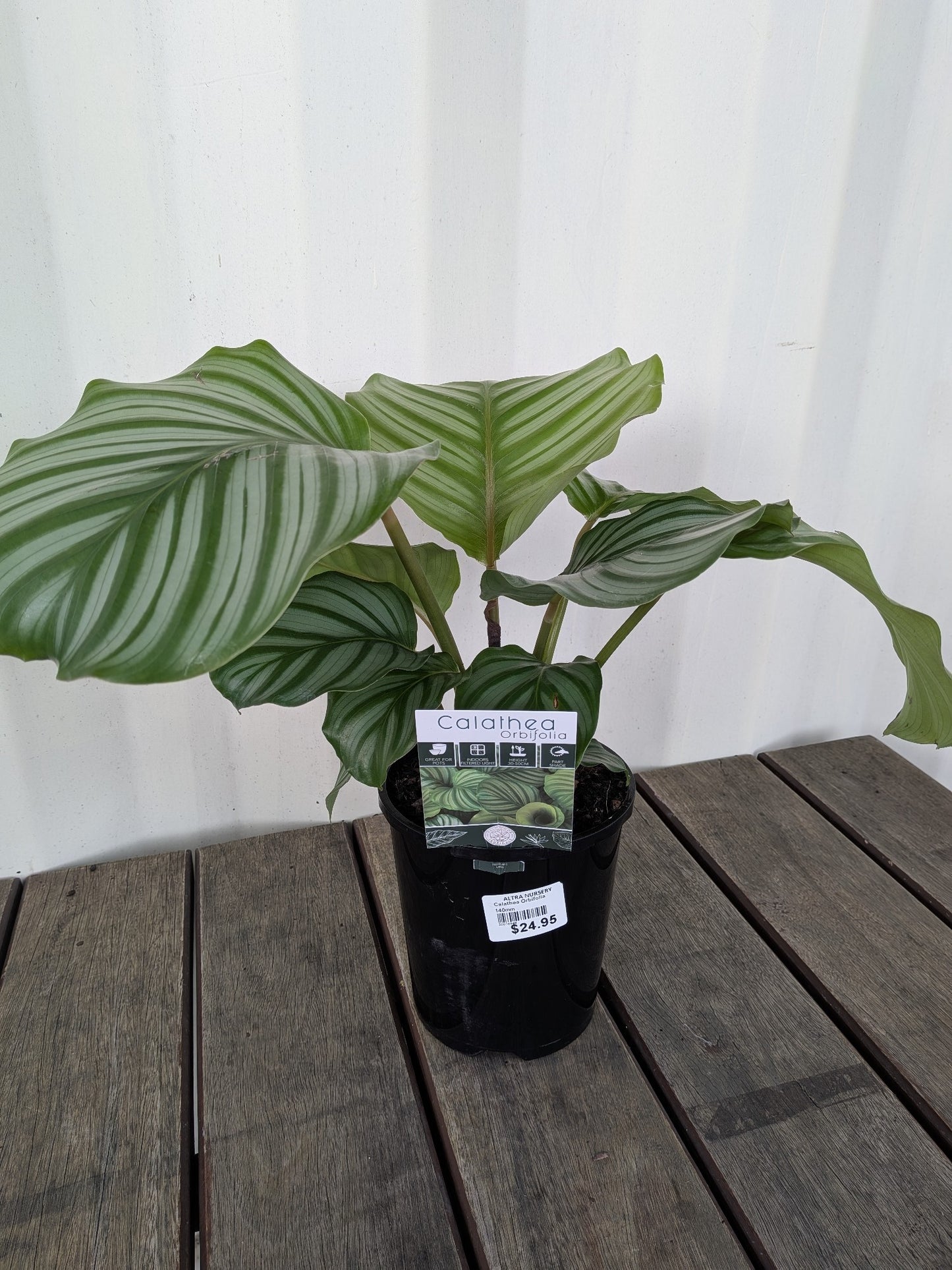 Calathea Orbifolia 140mm