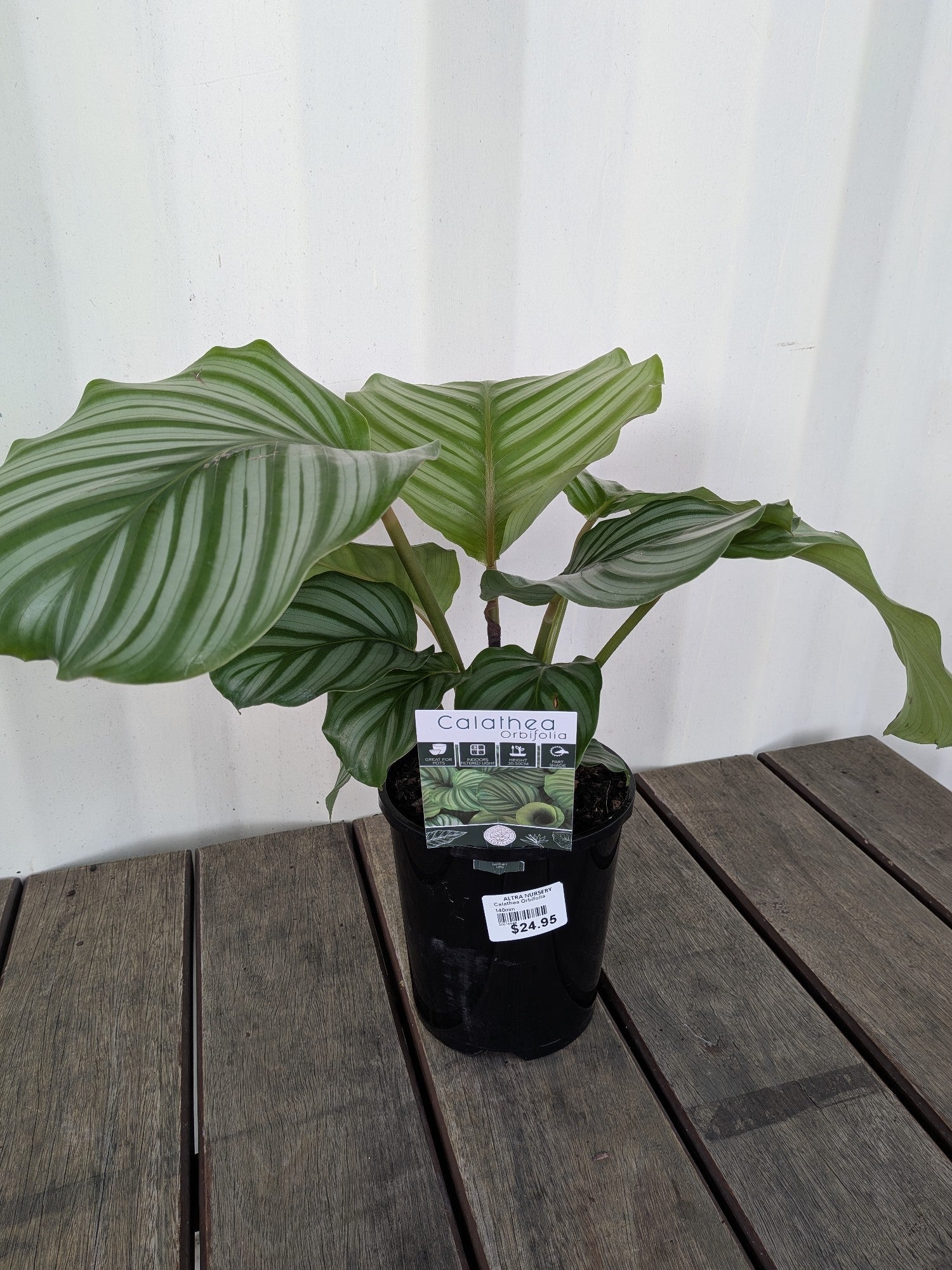 Calathea Orbifolia 140mm