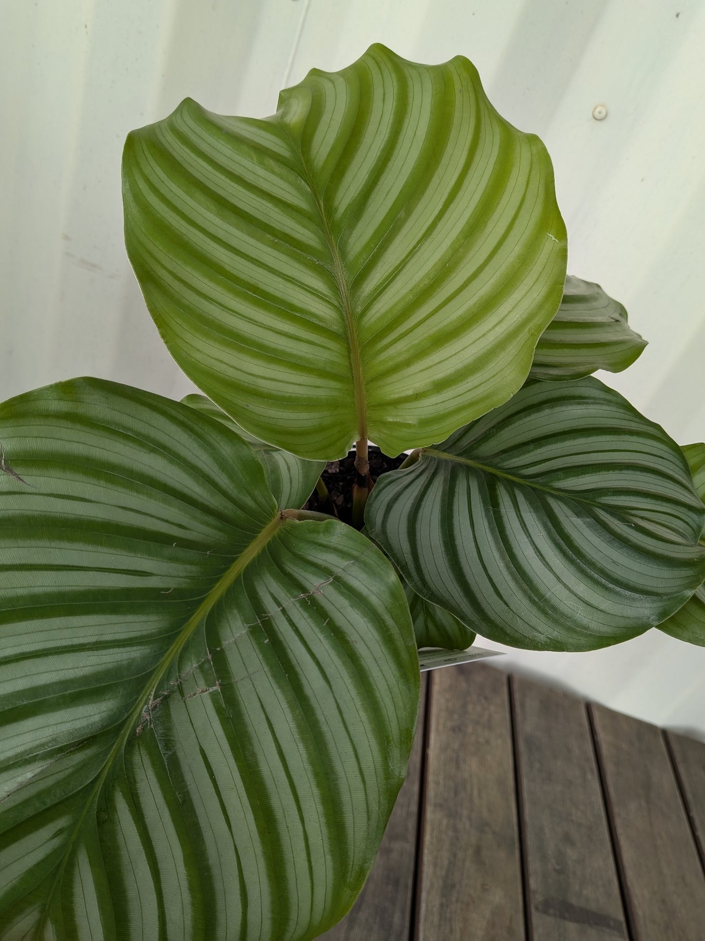 Calathea Orbifolia 140mm