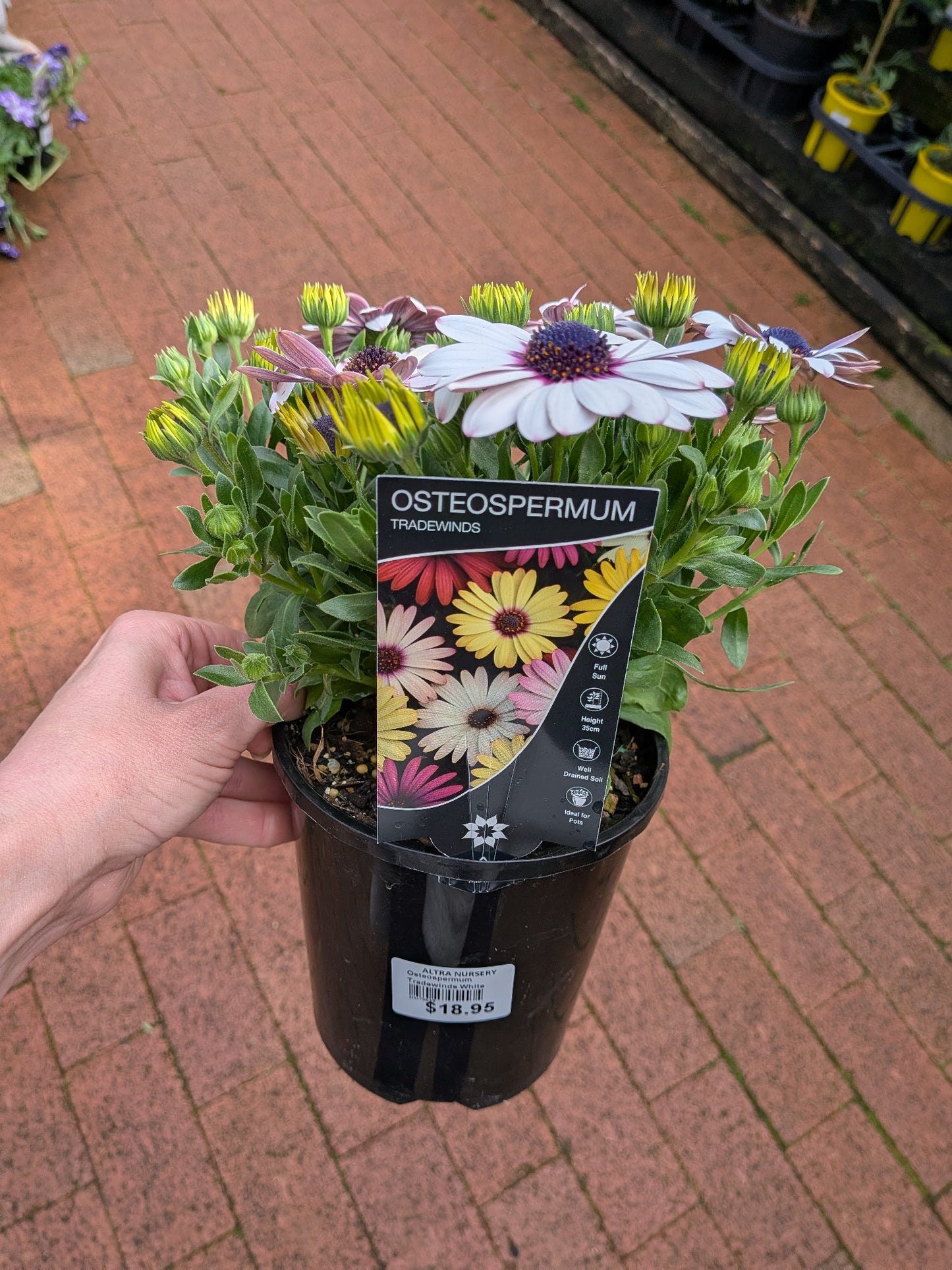 Osteospermum Tradewinds White 140mm