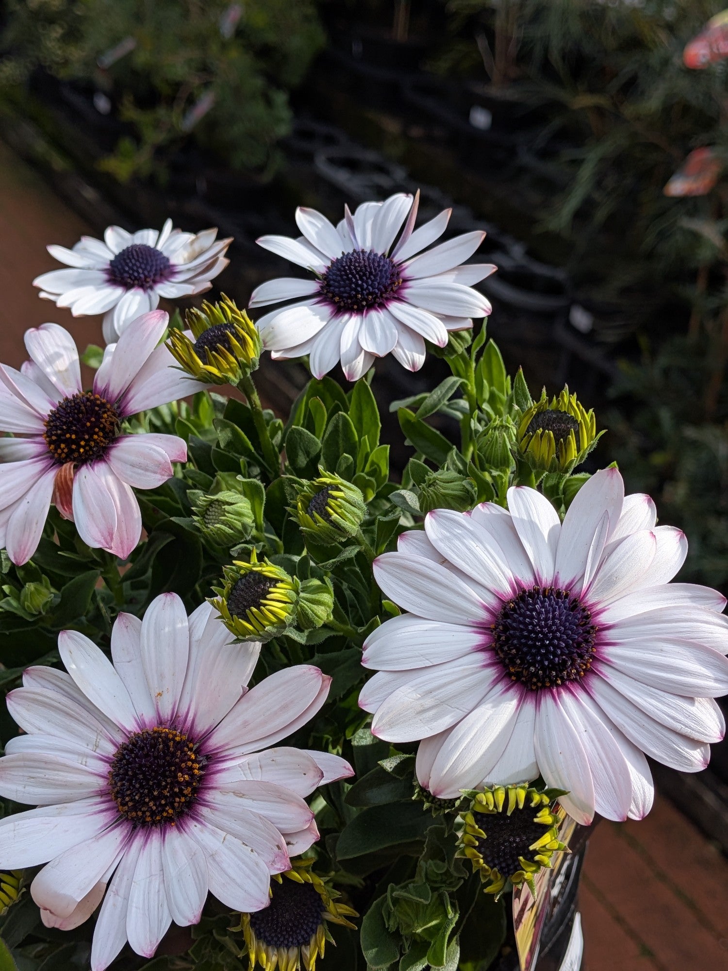 Osteospermum Tradewinds White 140mm
