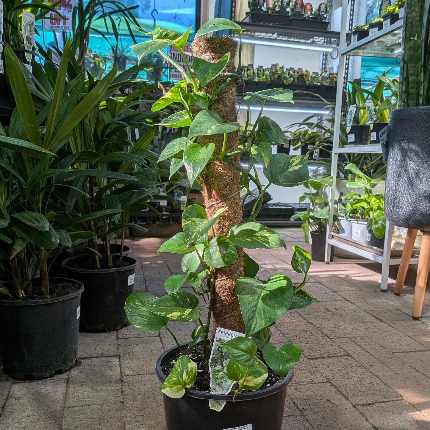 Epipremnum Devils Ivy Totem 200mm