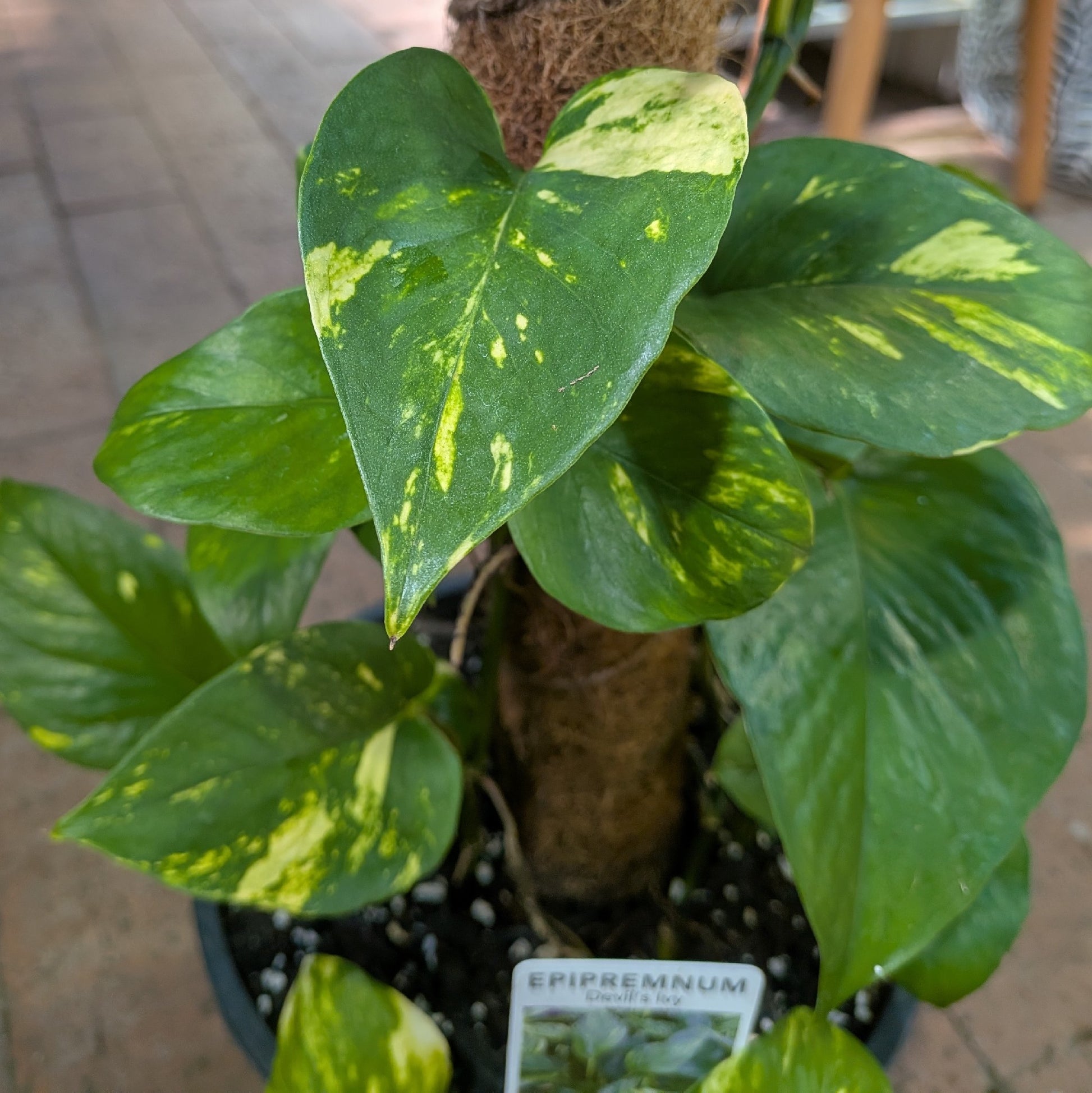 Epipremnum Devils Ivy Totem 200mm