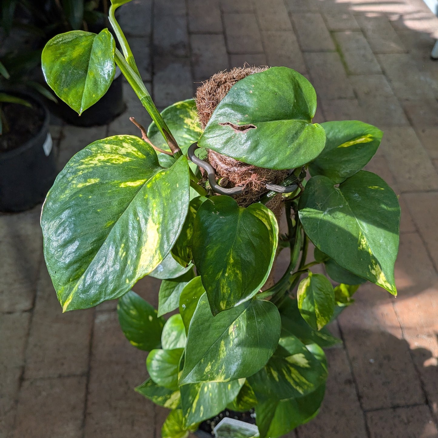 Epipremnum Devils Ivy Totem 200mm