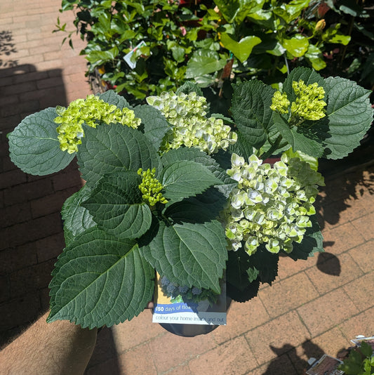 Hydrangea Magic Revolution Blue 20cm