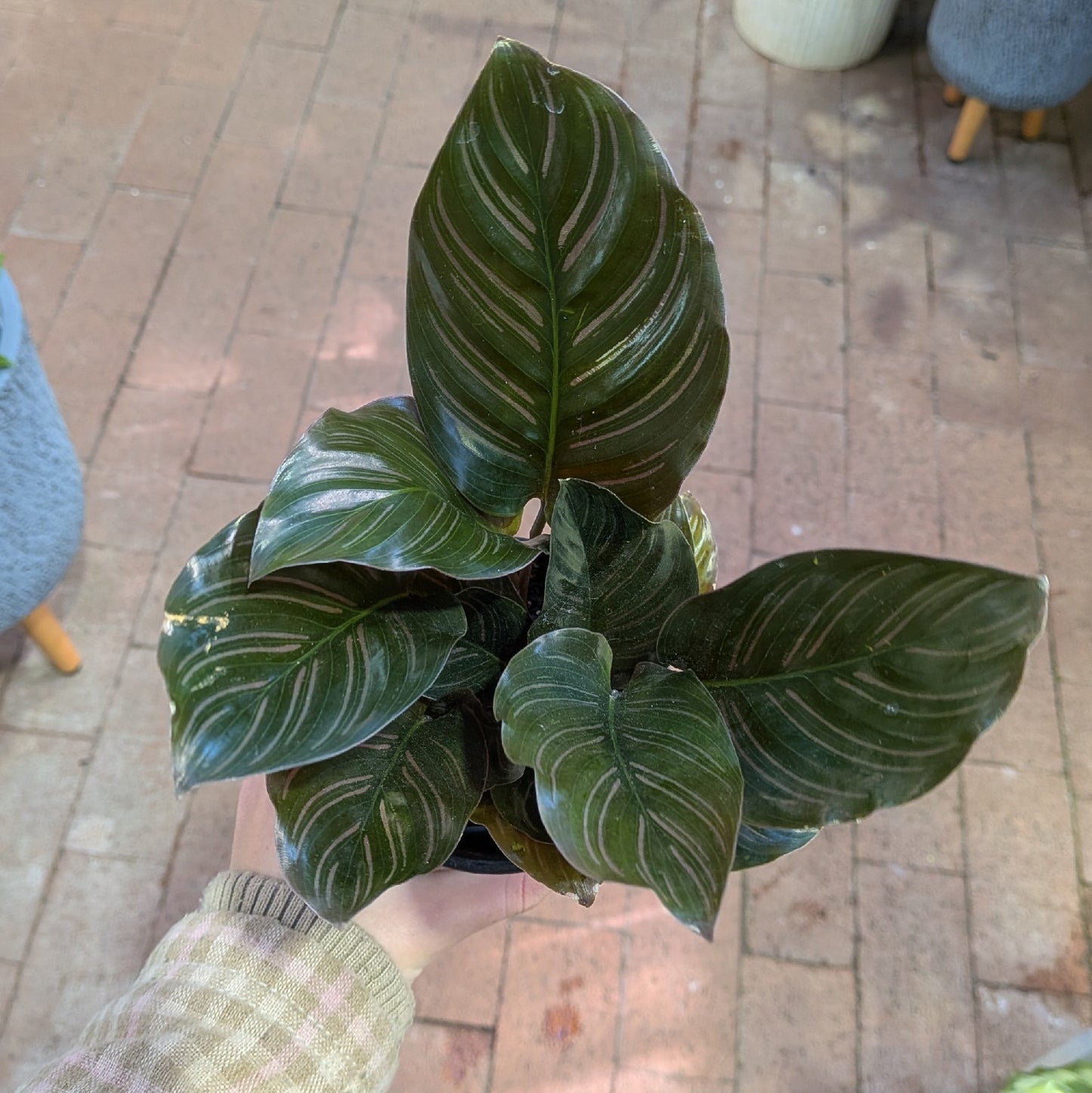 Calathea Sanderiana 100mm