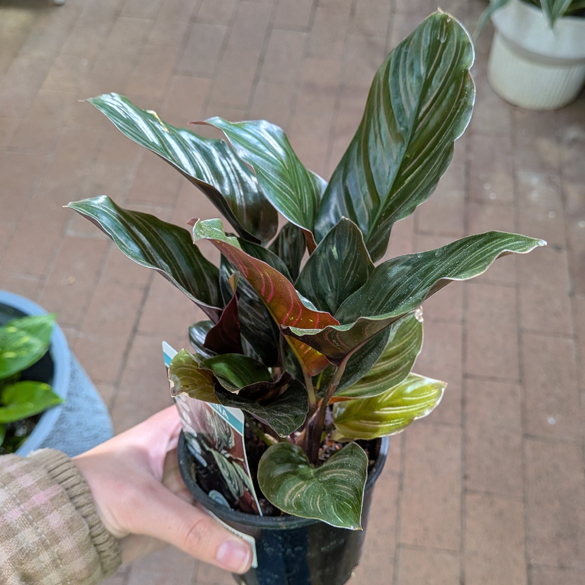 Calathea Sanderiana 100mm