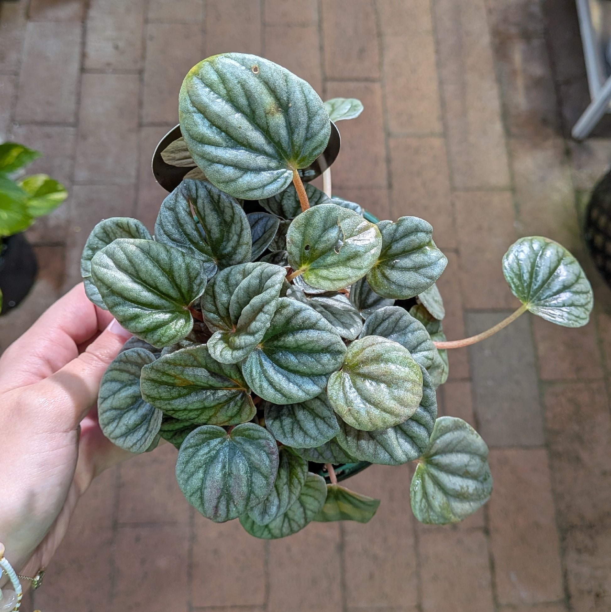 Peperomia Frosty 13cm
