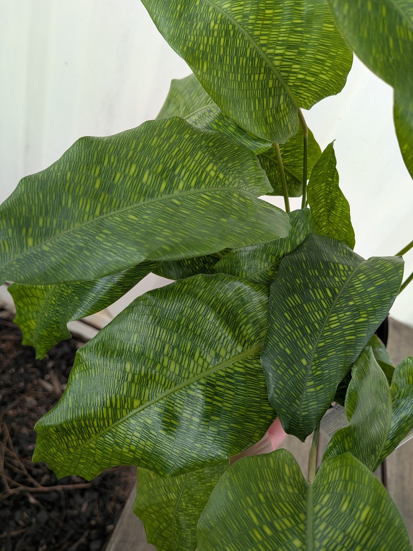 Calathea Musaica 140mm