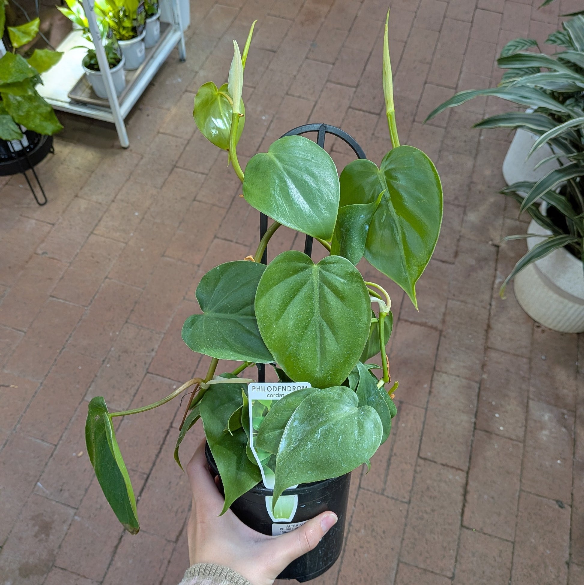 Philodendron Cordatum 130mm