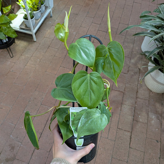 Philodendron Cordatum 130mm