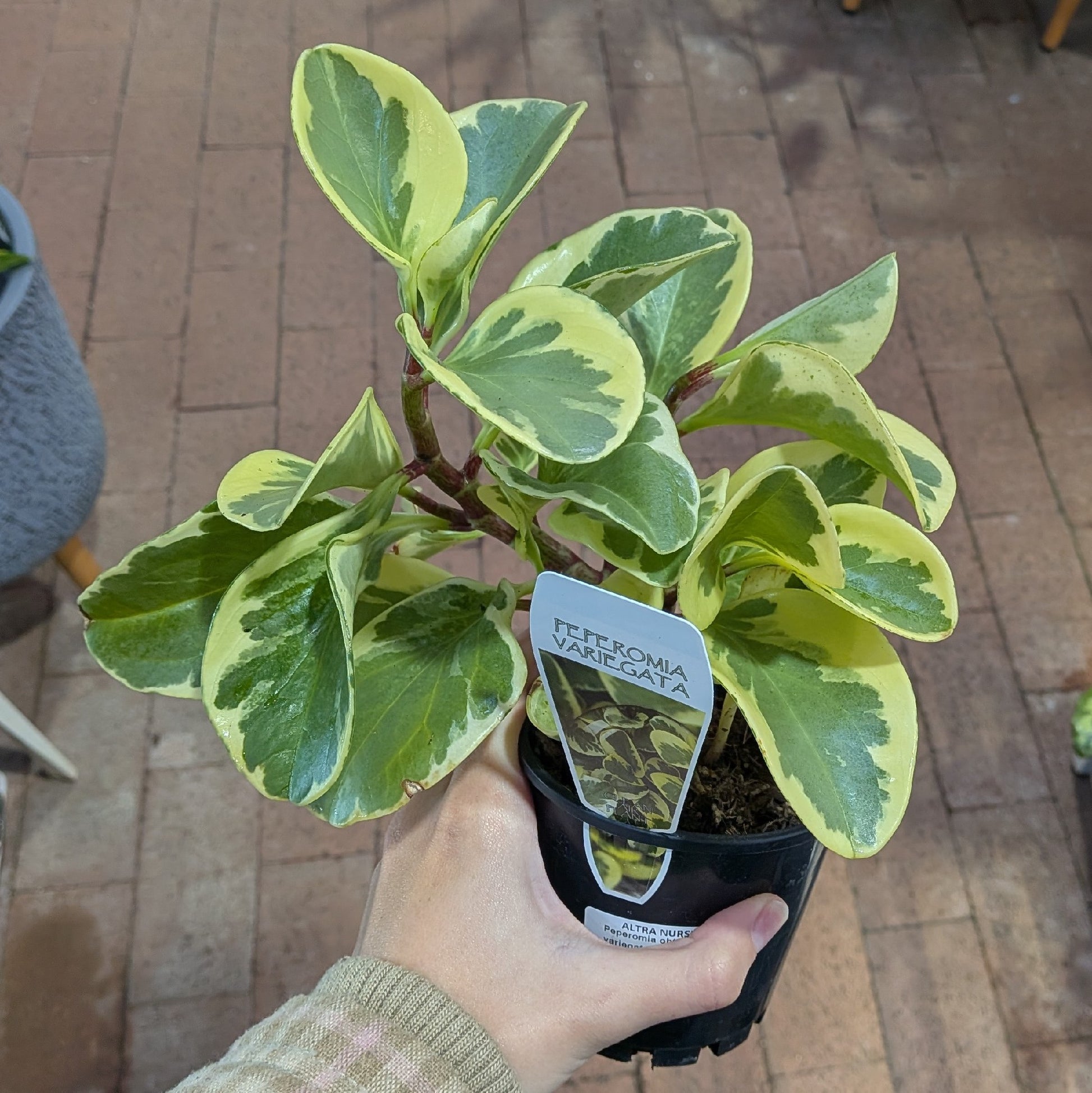 Peperomia Obtusifolia Variegata 100mm