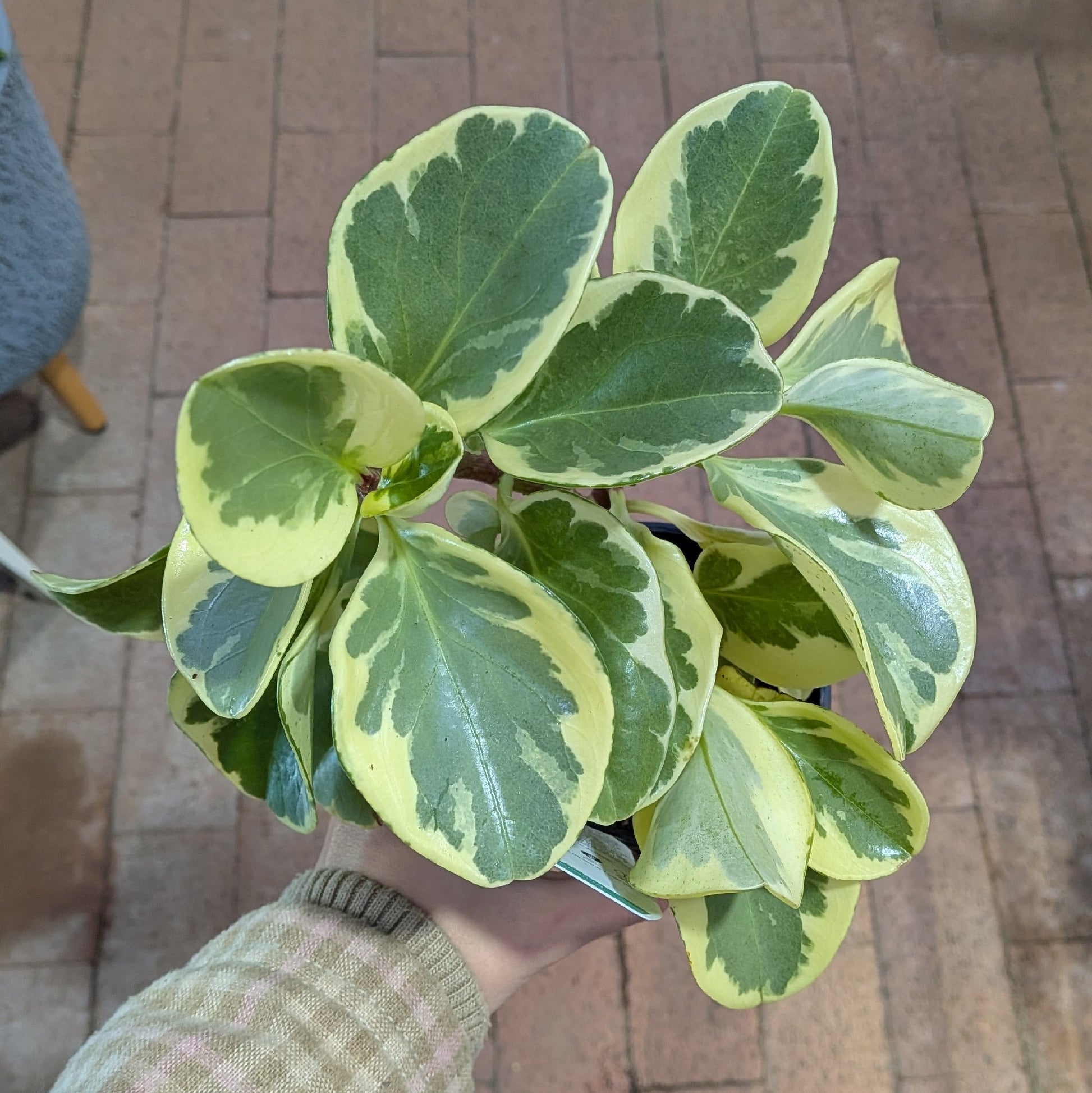 Peperomia Obtusifolia Variegata 100mm