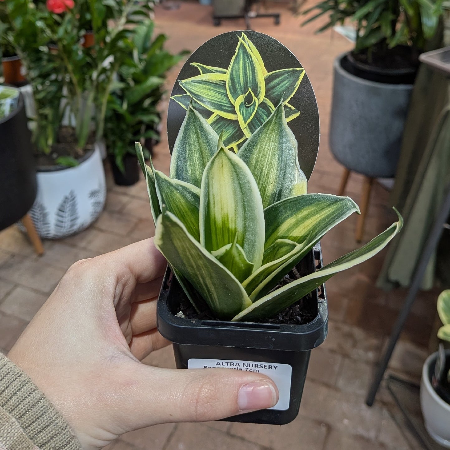 Sanseveria 7cm