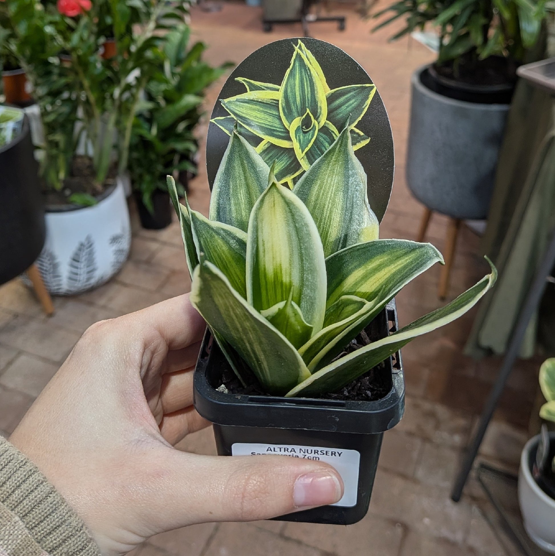 Sanseveria 7cm