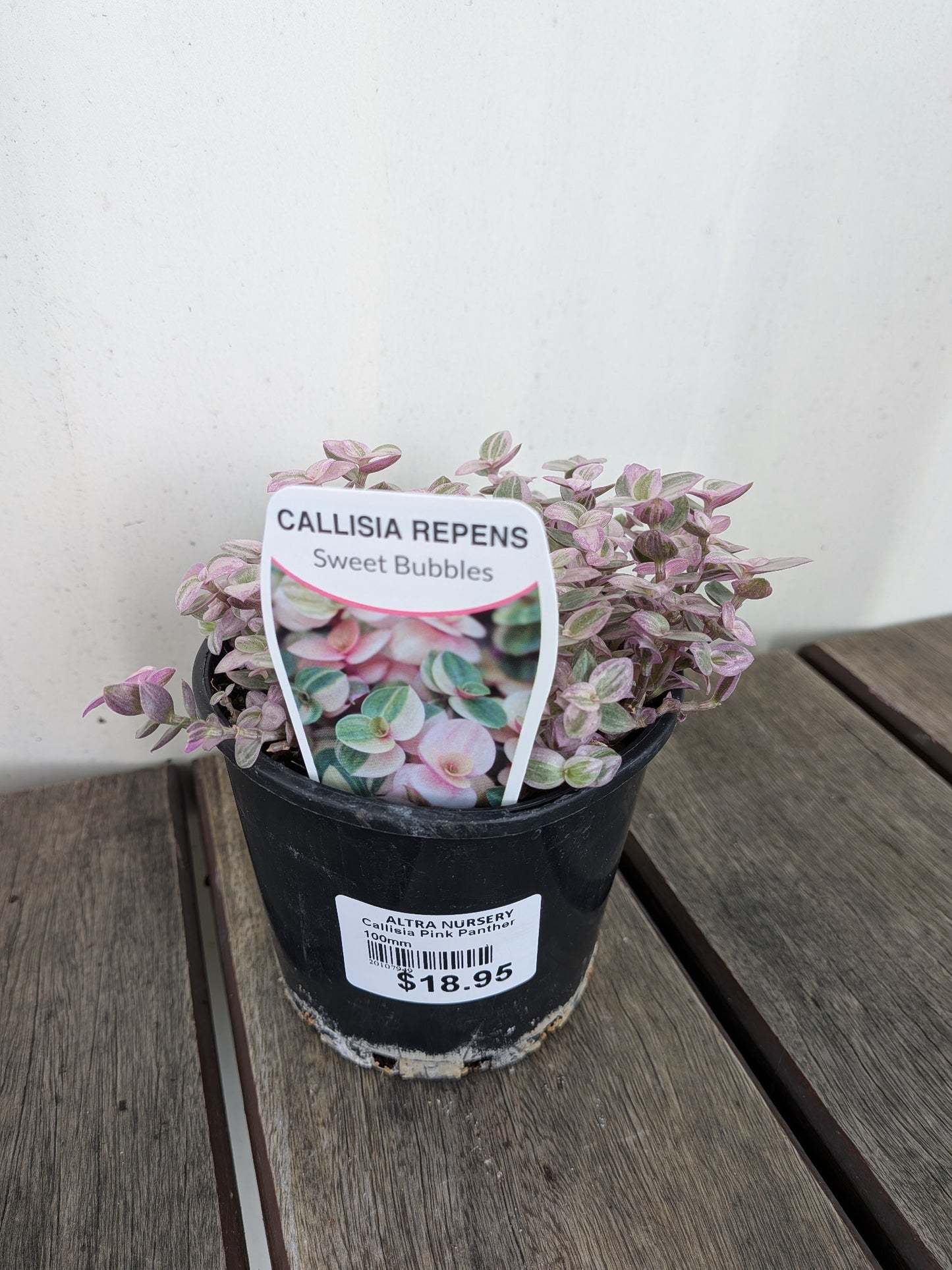 Callisia Pink Panther 100mm