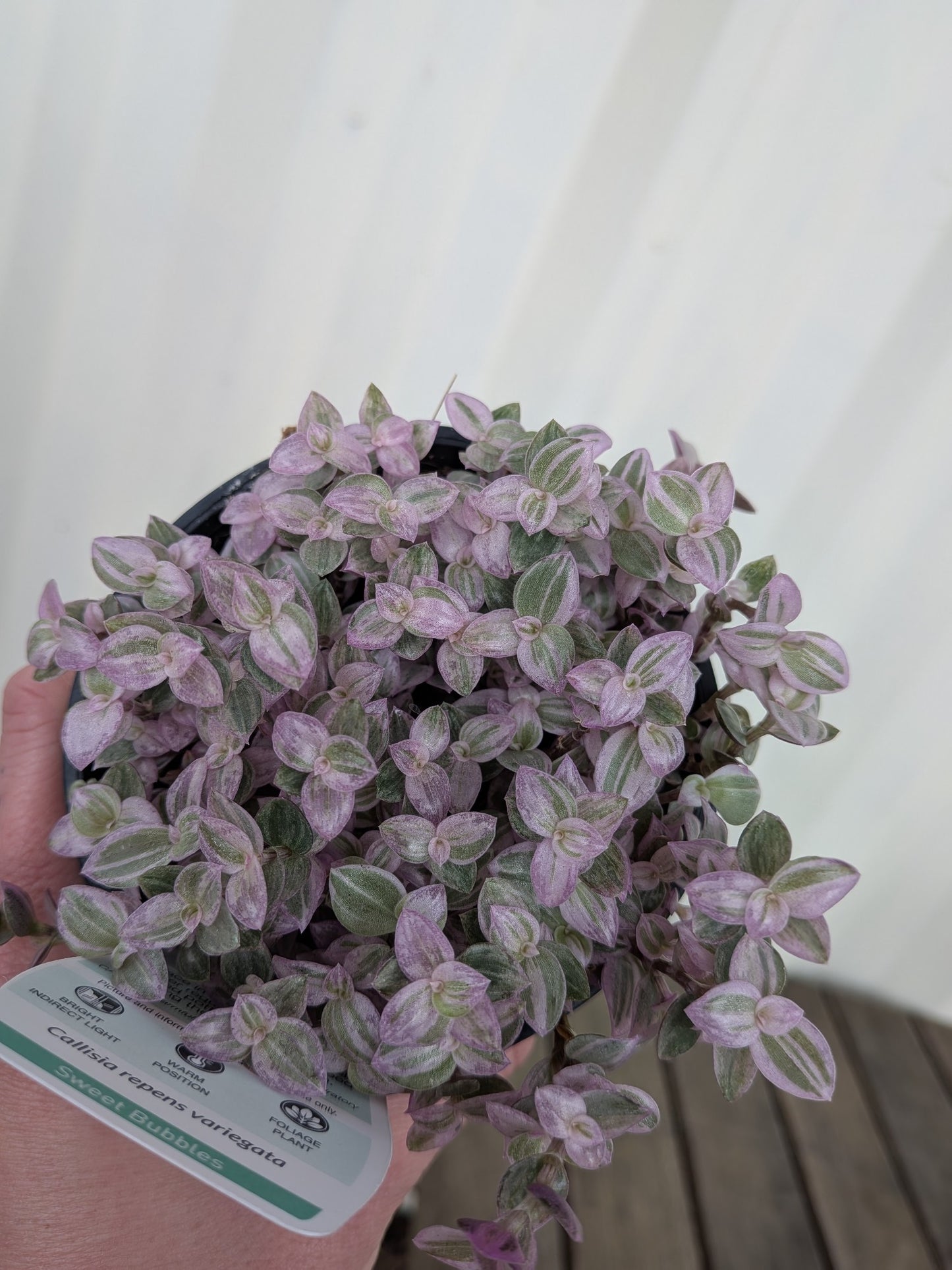 Callisia Pink Panther 100mm