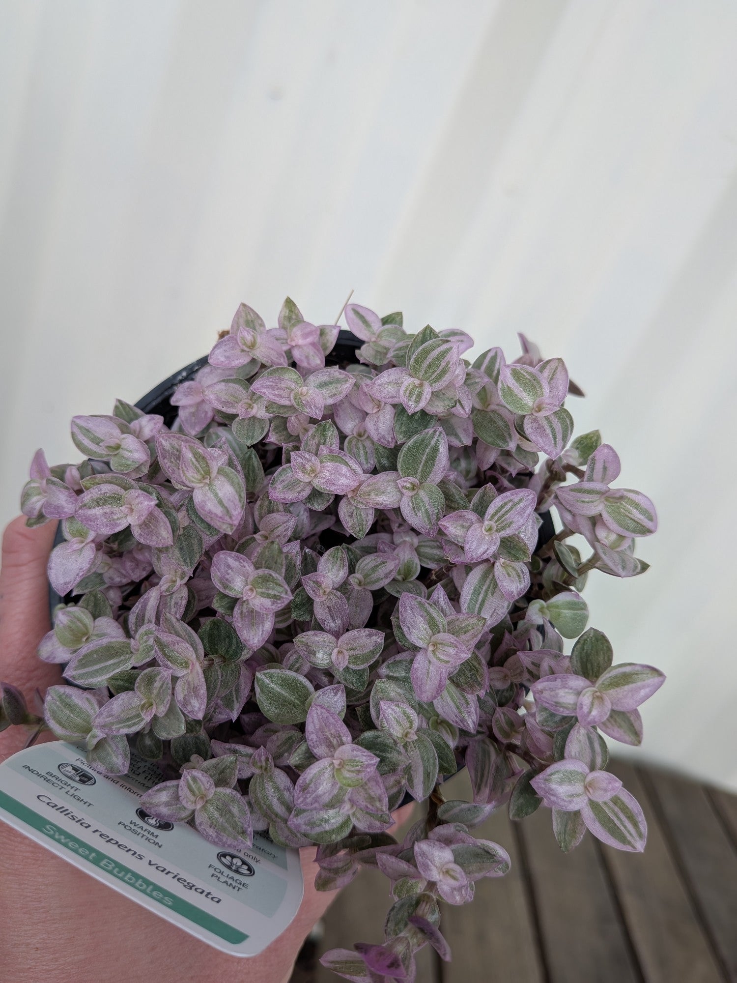 Callisia Pink Panther 100mm