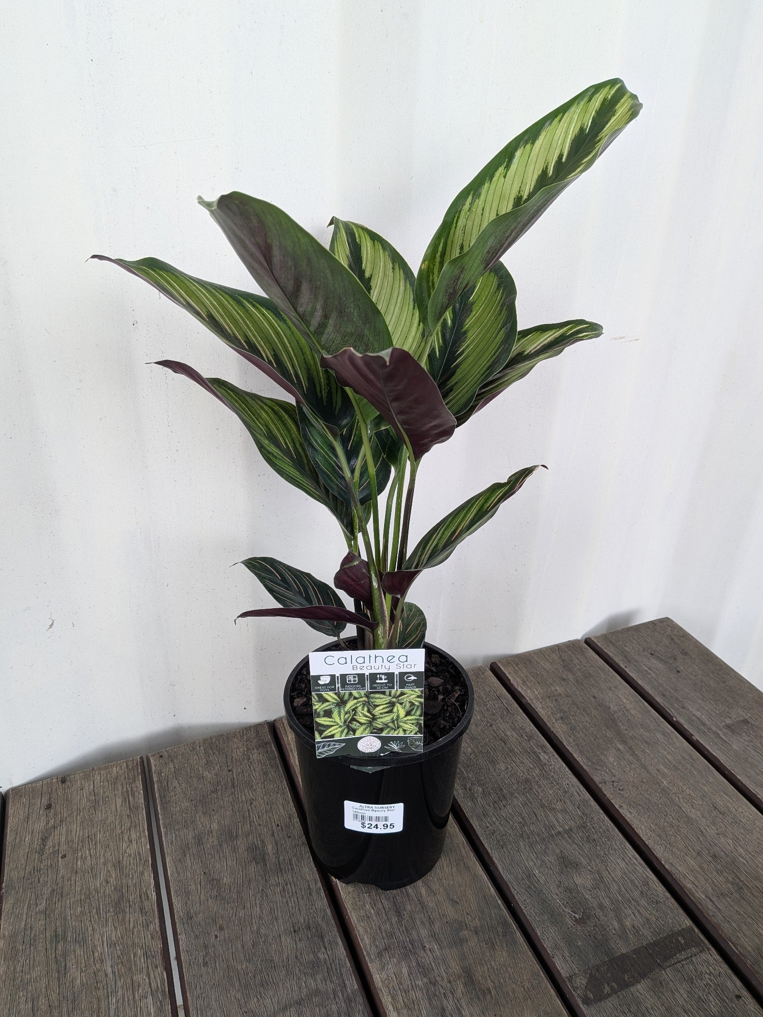 Calathea Beauty Star 140mm