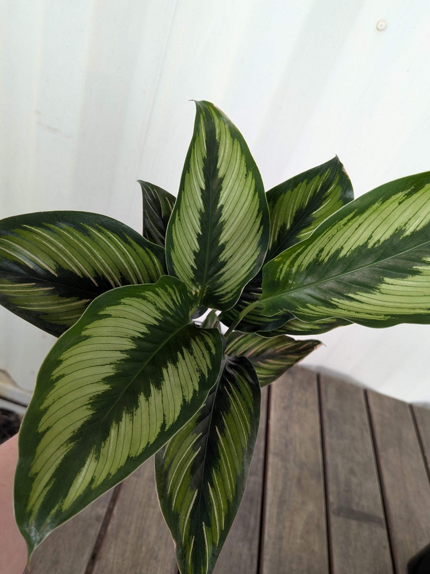 Calathea Beauty Star 140mm