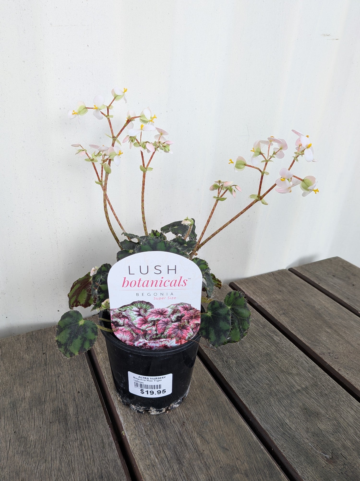 Begonia Rex Tiger 100mm