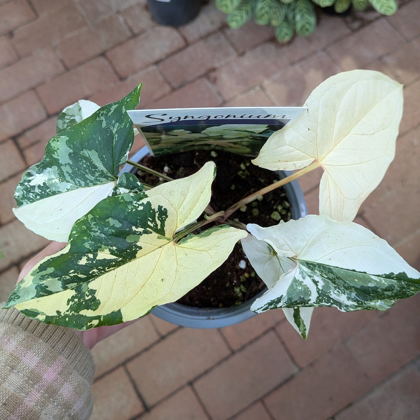 Syngonium Fantasy 130mm