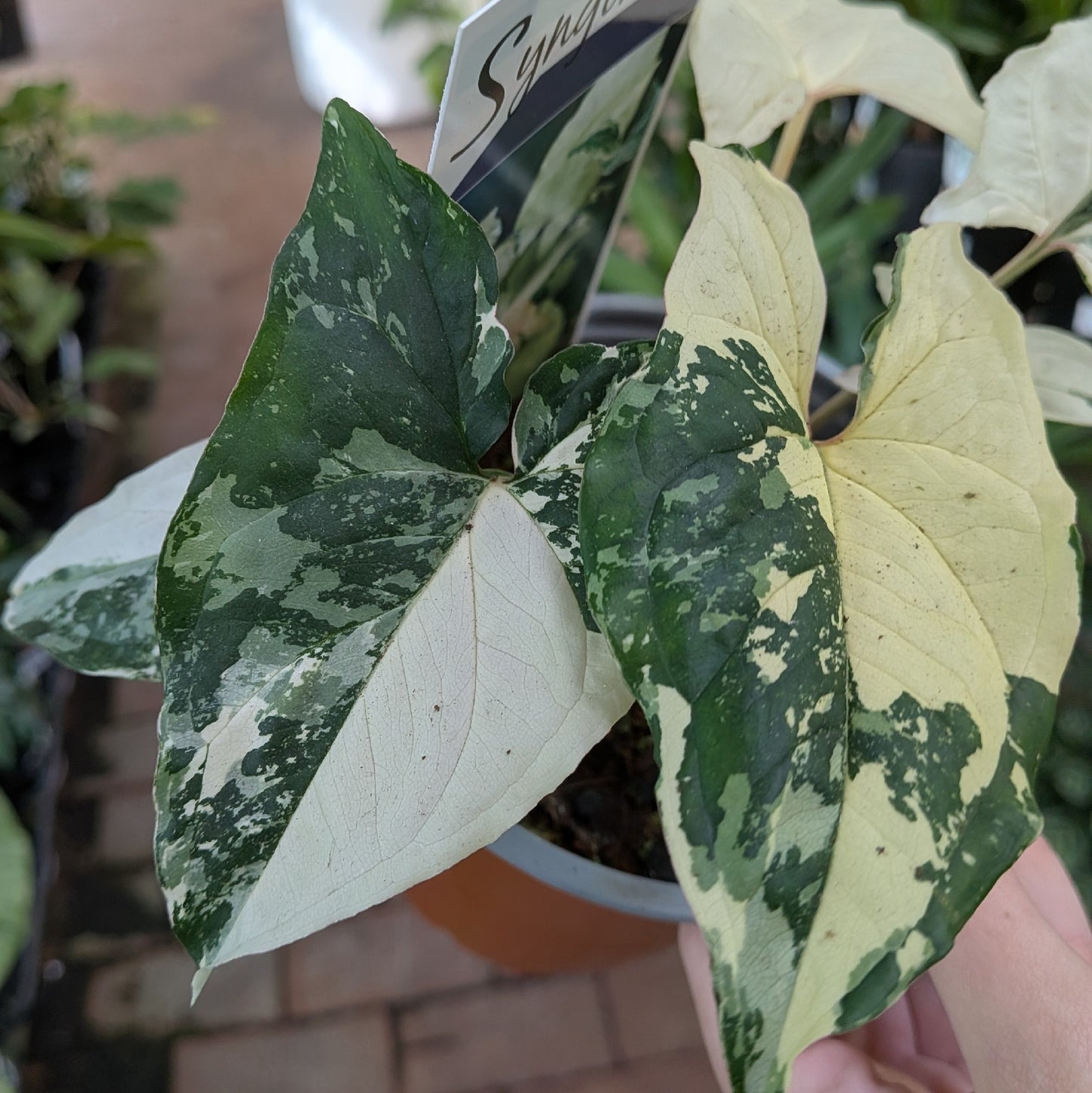 Syngonium Fantasy 130mm