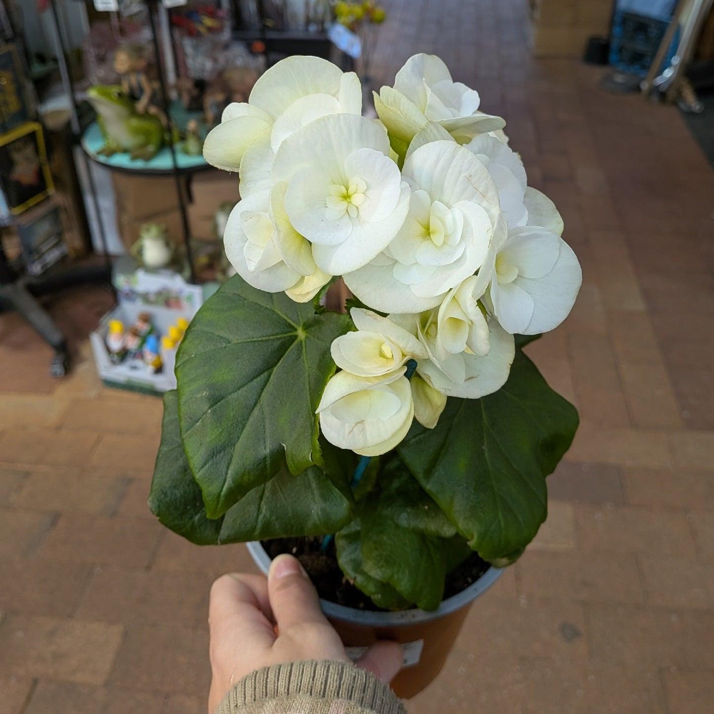 Begonia Elatior 140mm