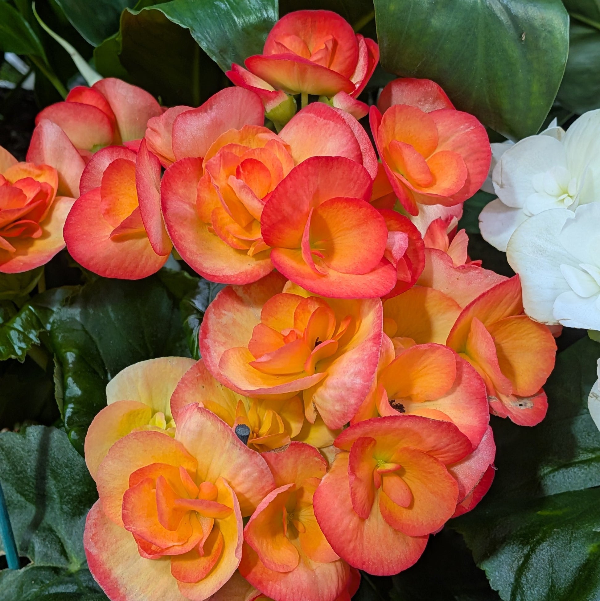 Begonia Elatior 140mm