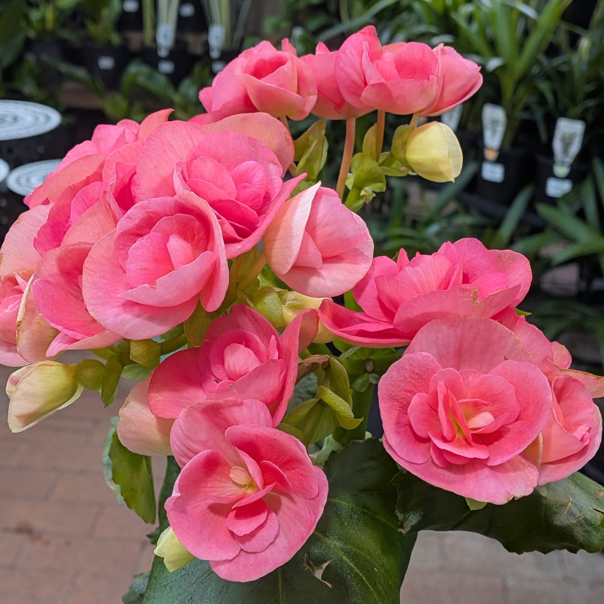 Begonia Elatior 140mm