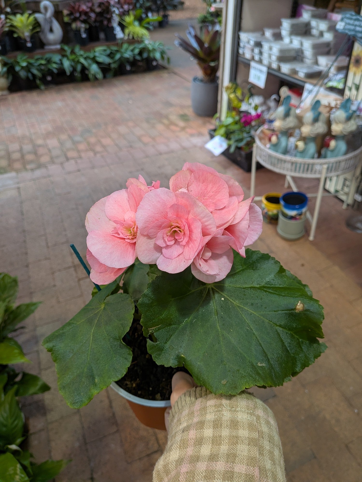 Begonia Elatior 140mm