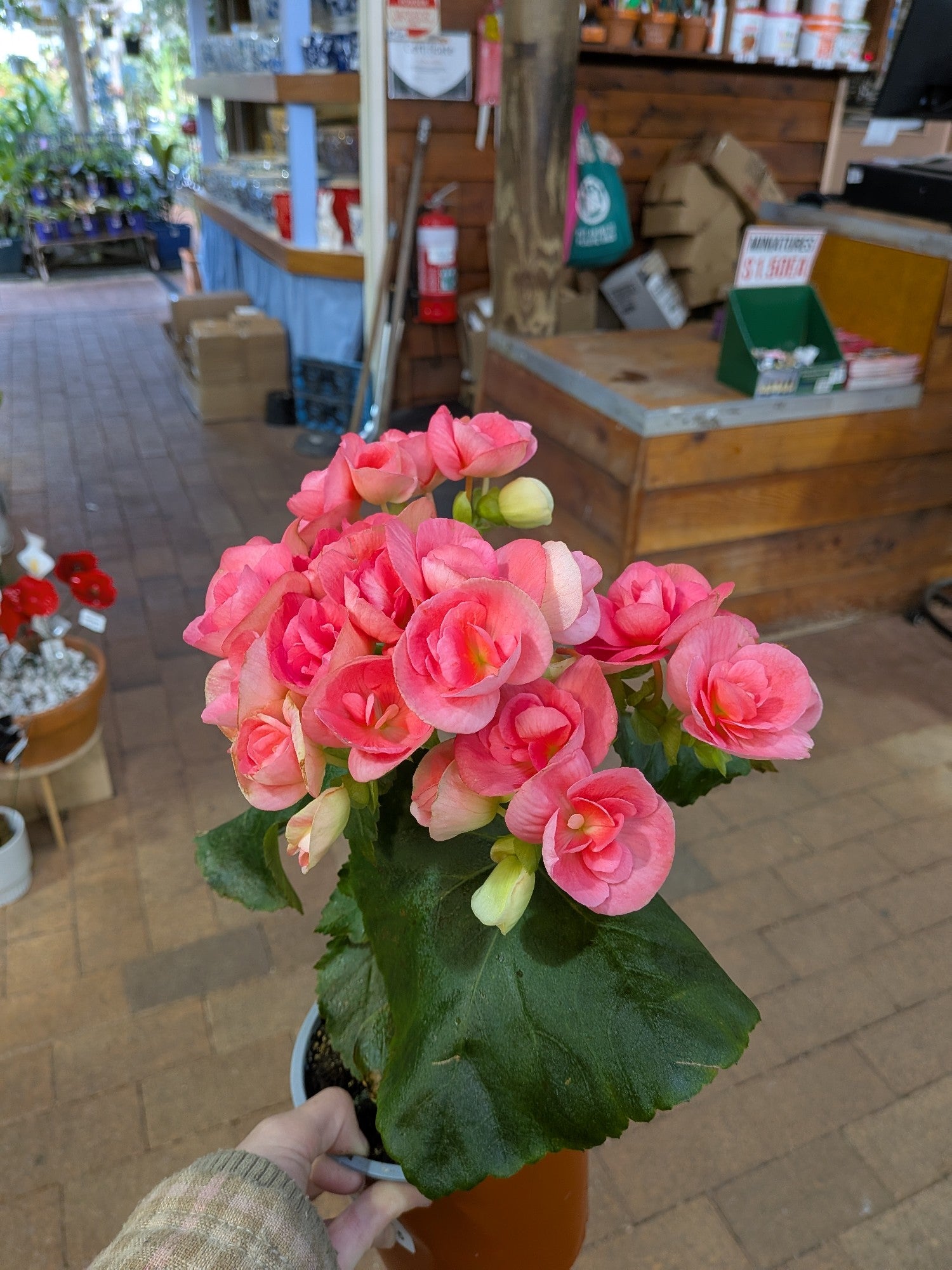 Begonia Elatior 140mm