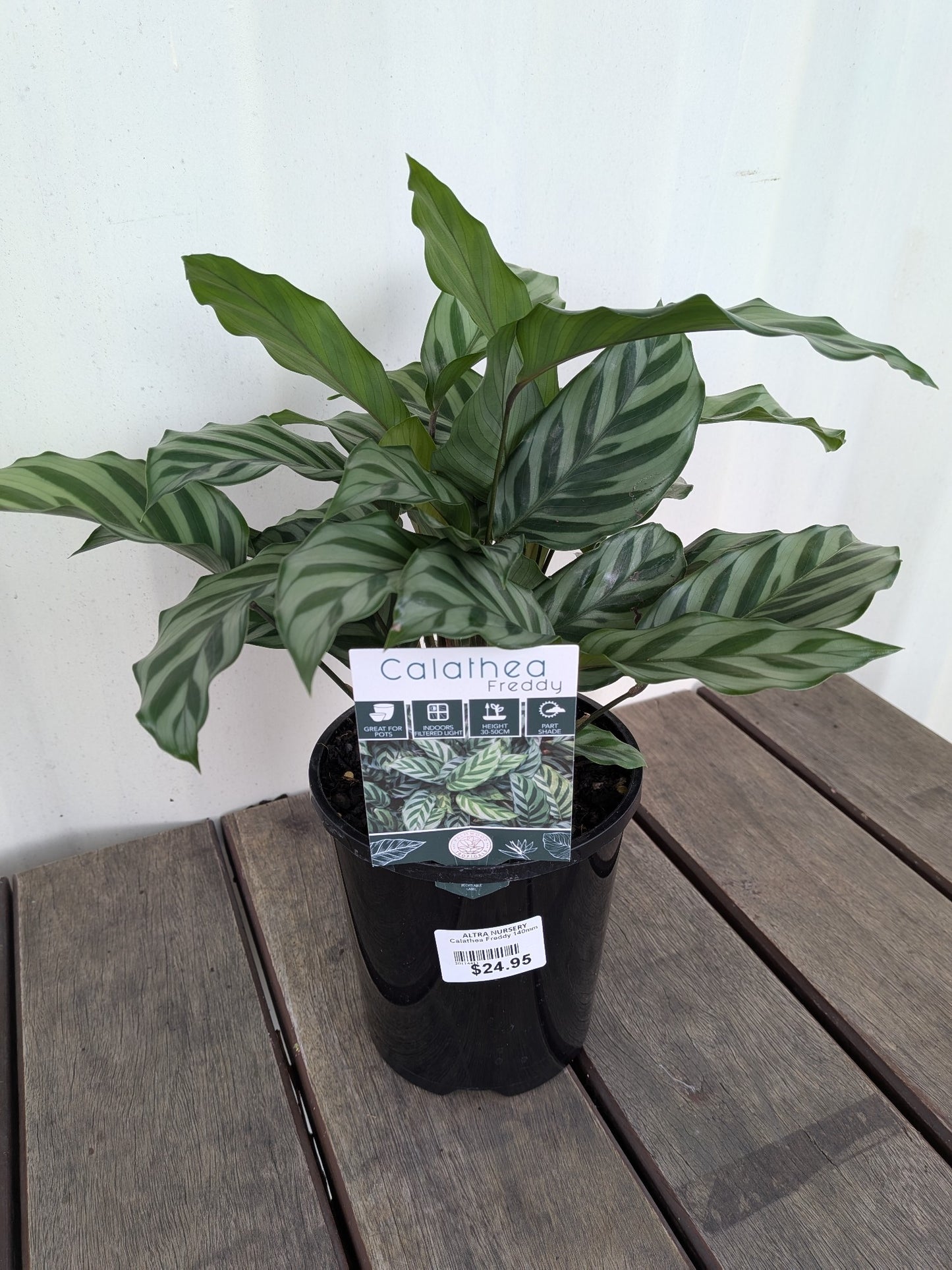 Calathea Freddy 140mm