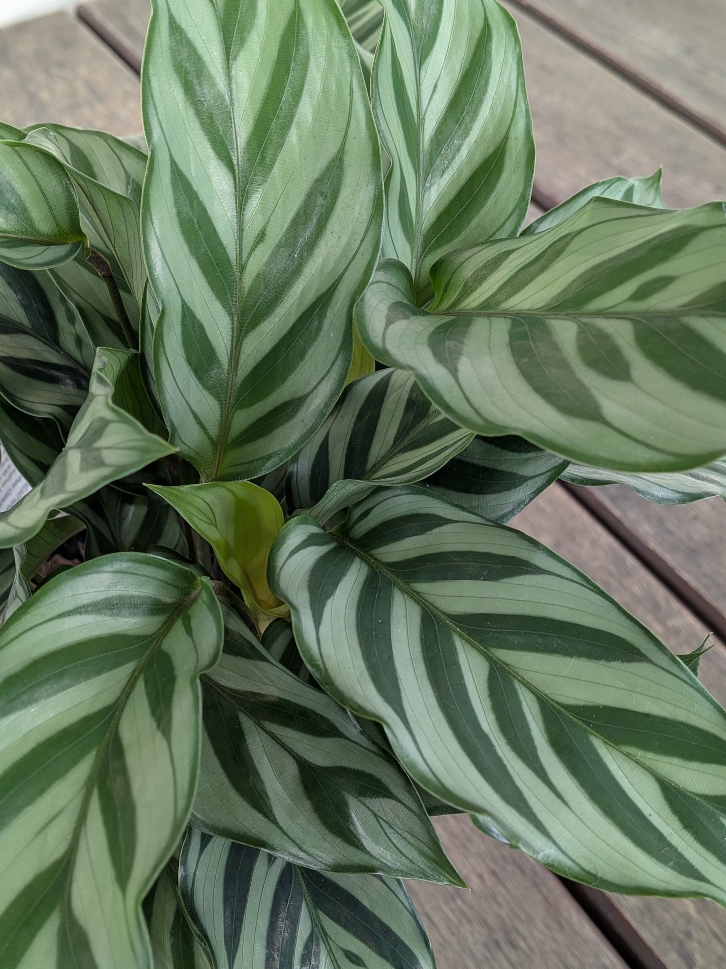 Calathea Freddy 140mm