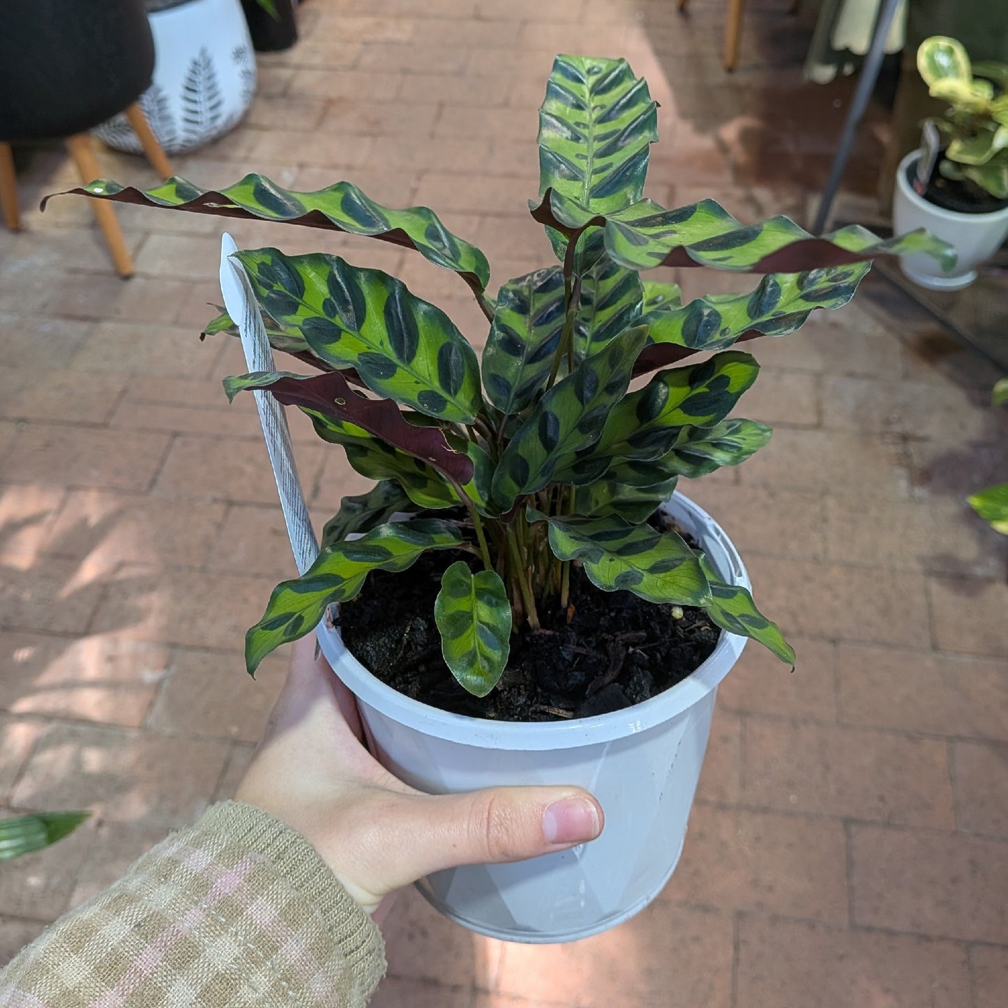 Calathea Insignus 130mm