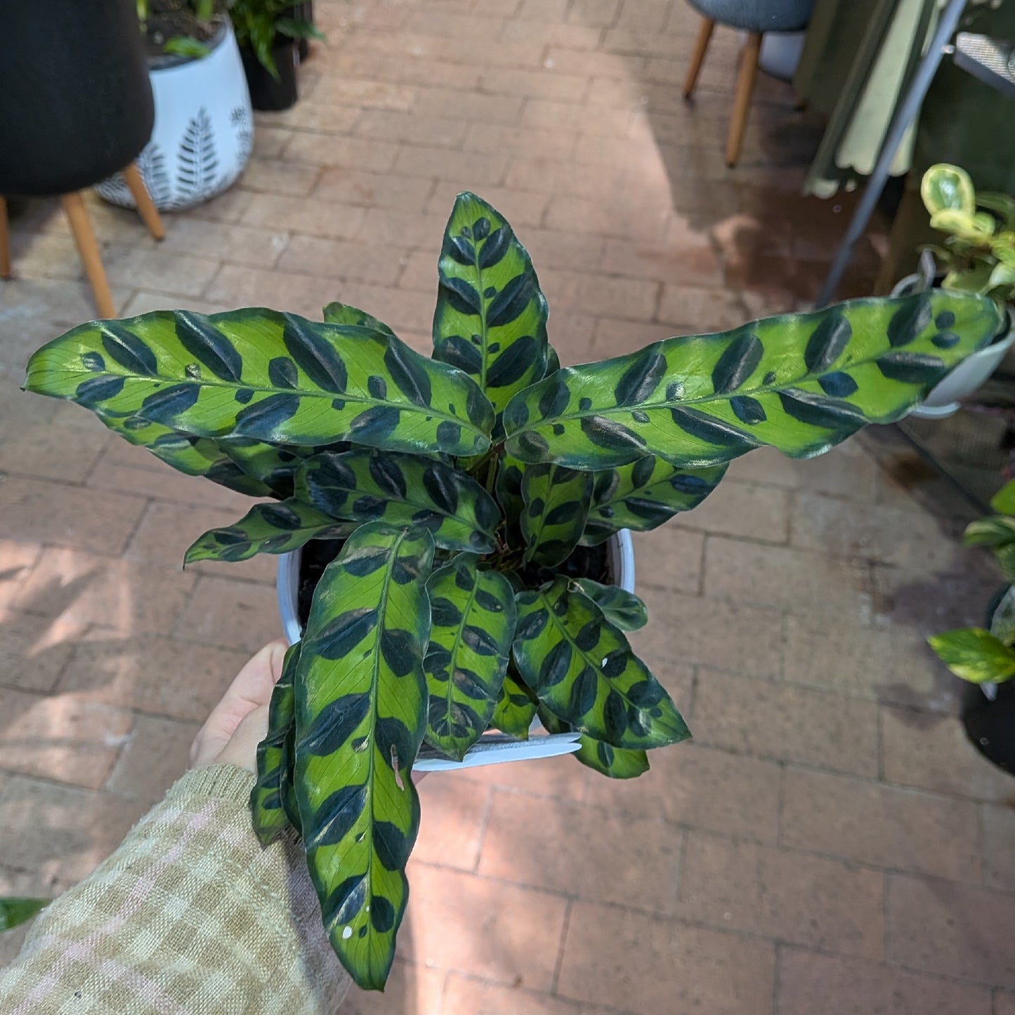 Calathea Insignus 130mm