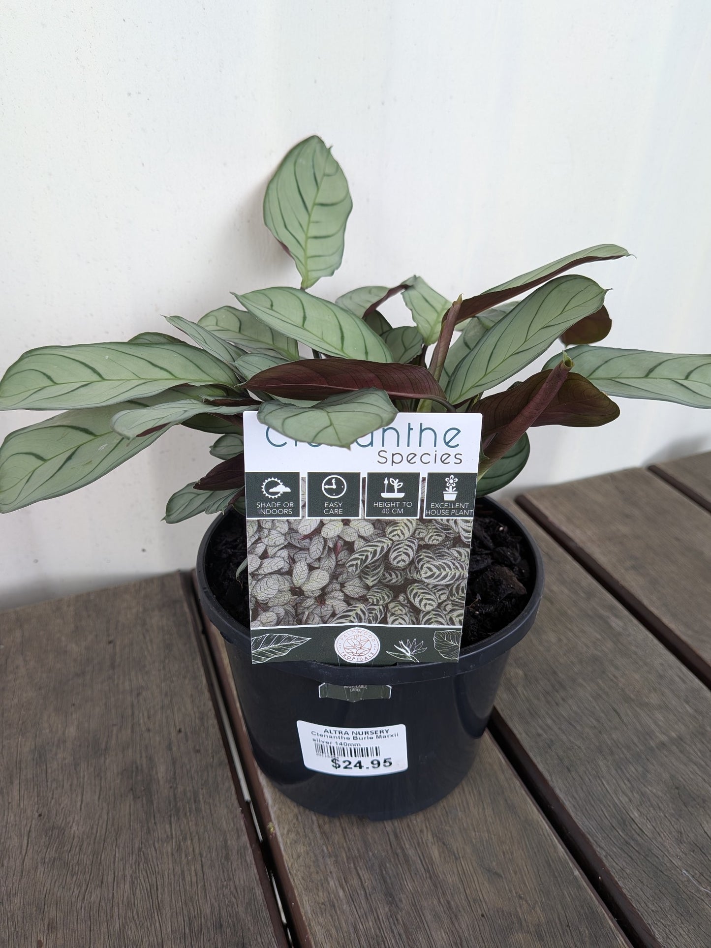 Ctenanthe Burle Marxii Silver 140mm