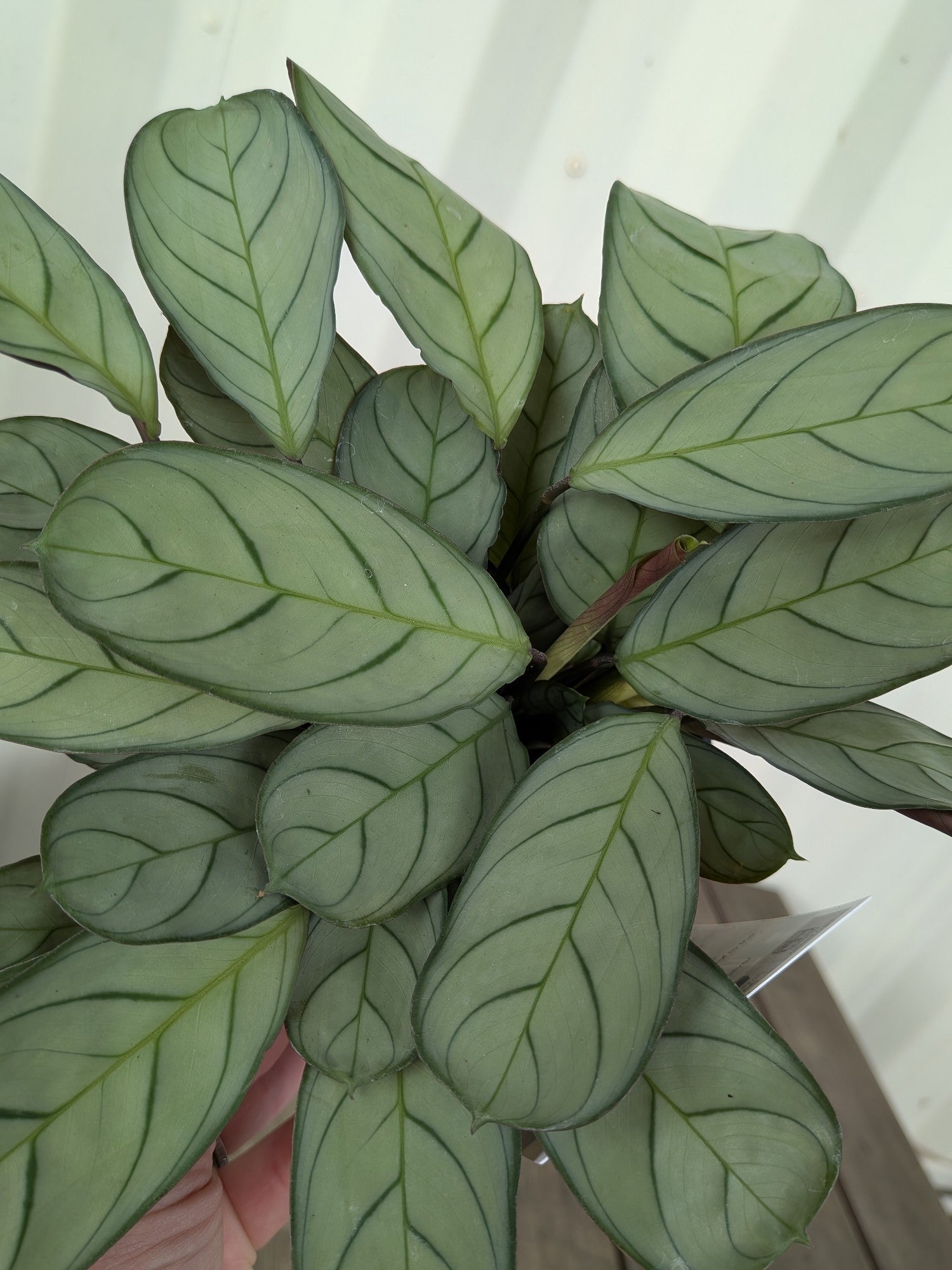 Ctenanthe Burle Marxii Silver 140mm