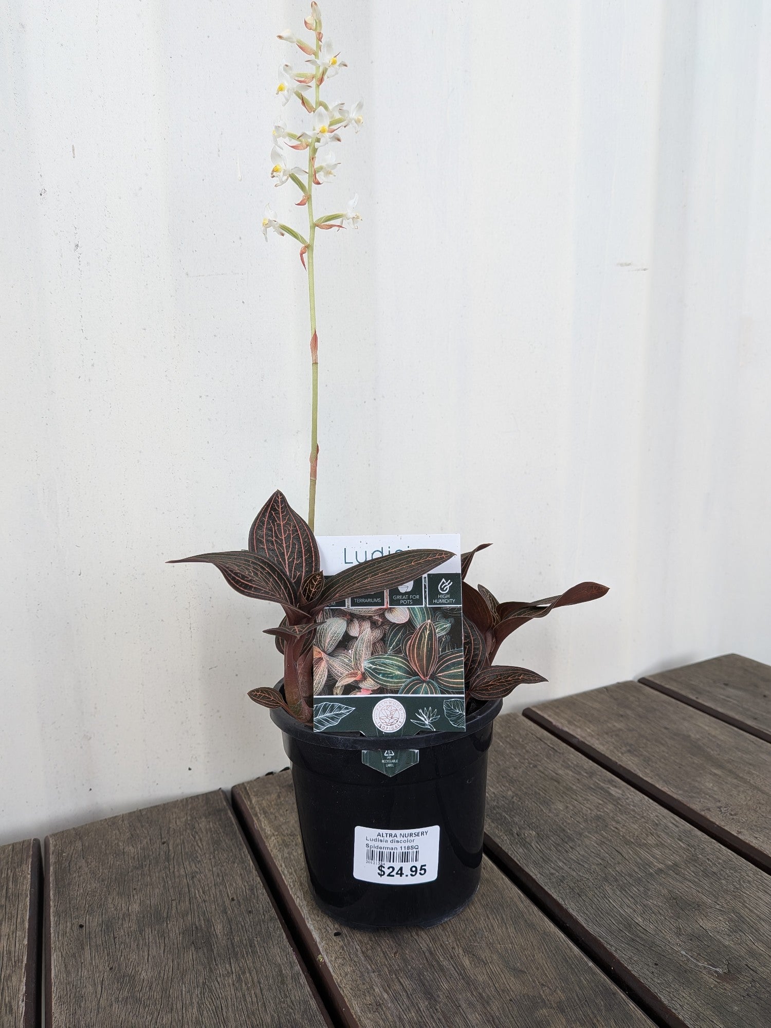 Ludisia Discolor Spiderman 118sq