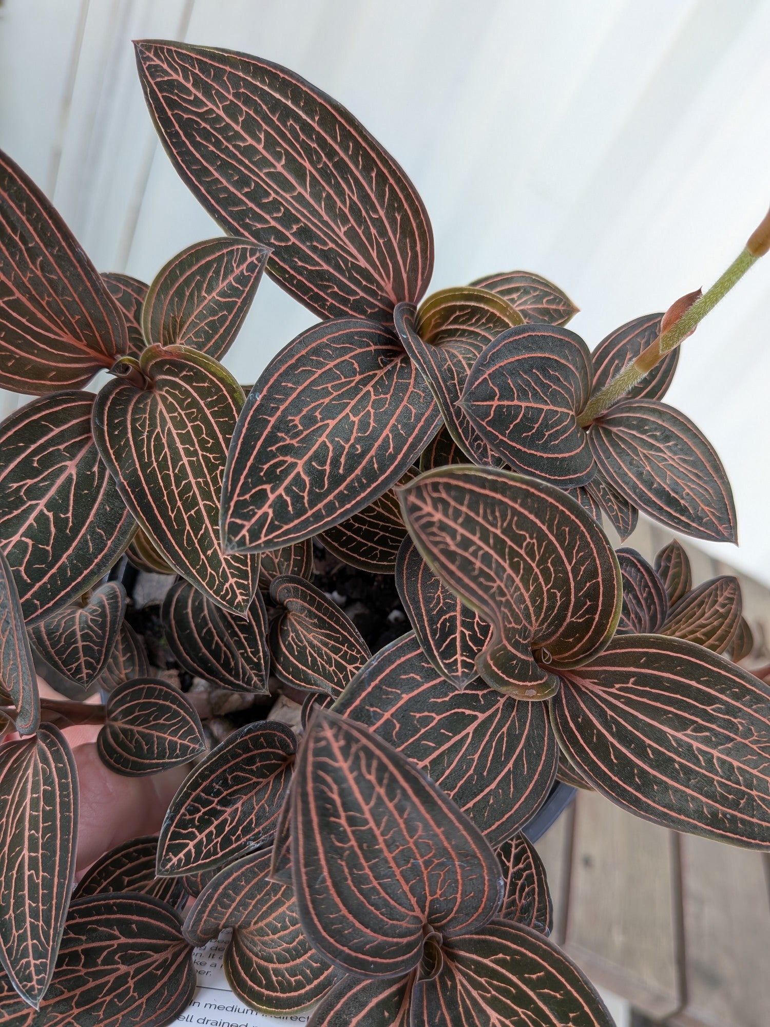 Ludisia Discolor Spiderman 118sq