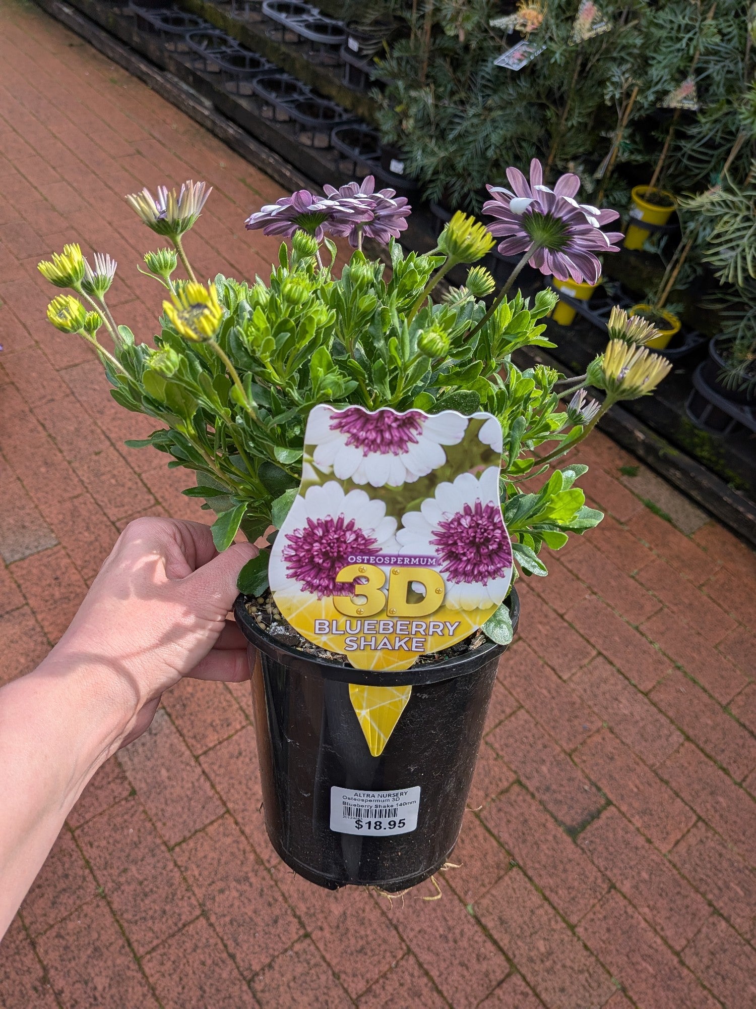 Osteospermum 3d Blueberry Shake 140mm 