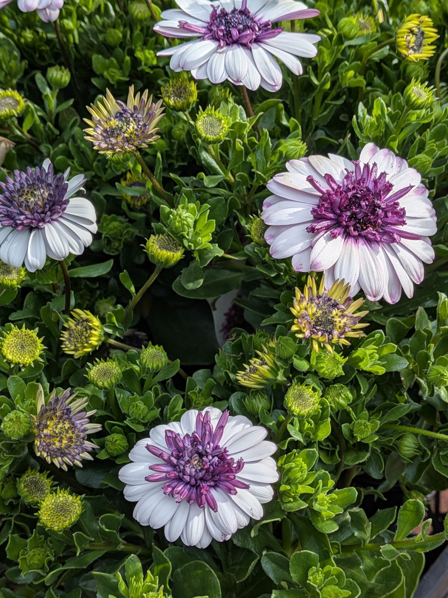 Osteospermum 3d Blueberry Shake 140mm 