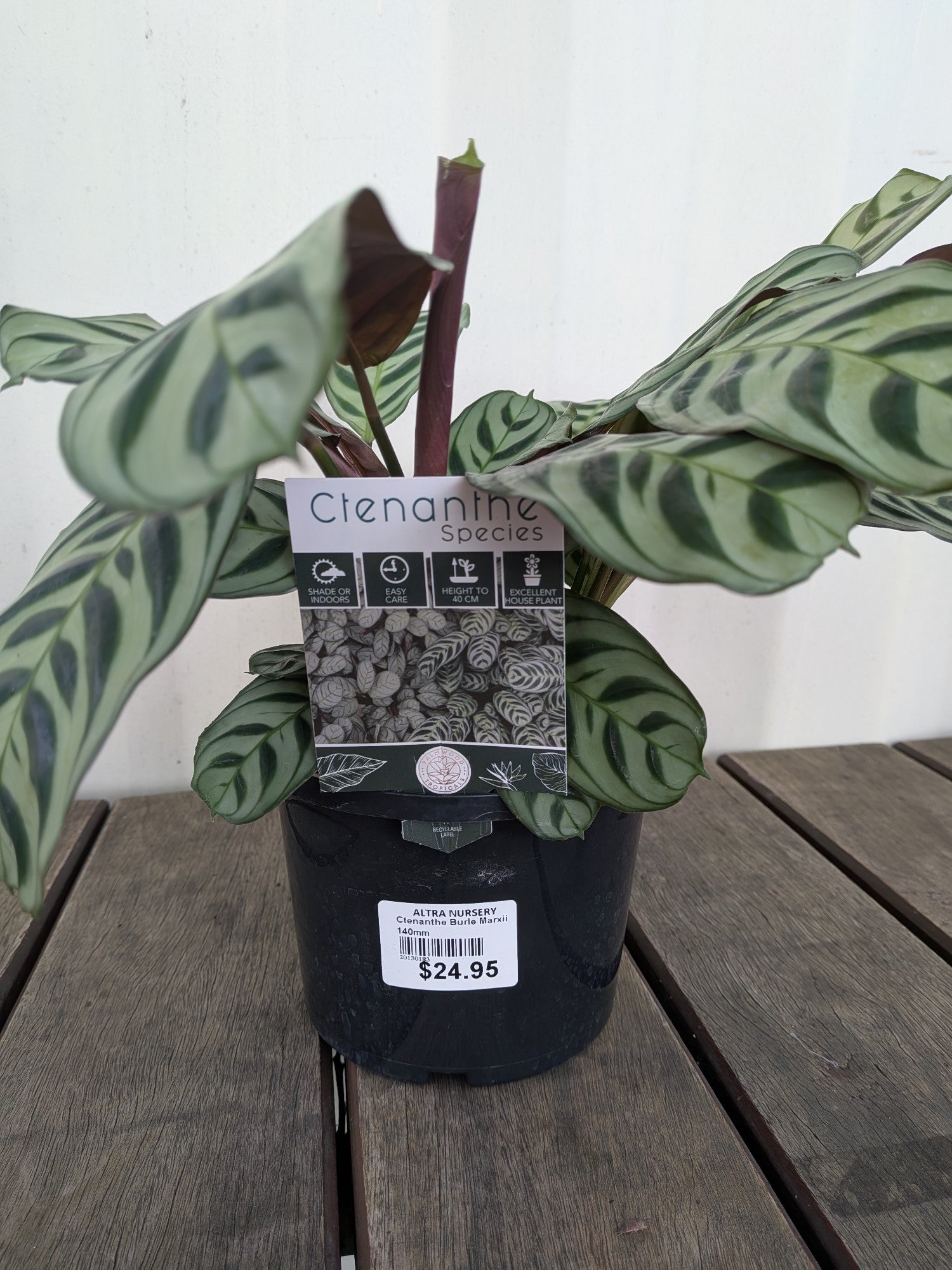 Ctenanthe Burle Marxii 140mm