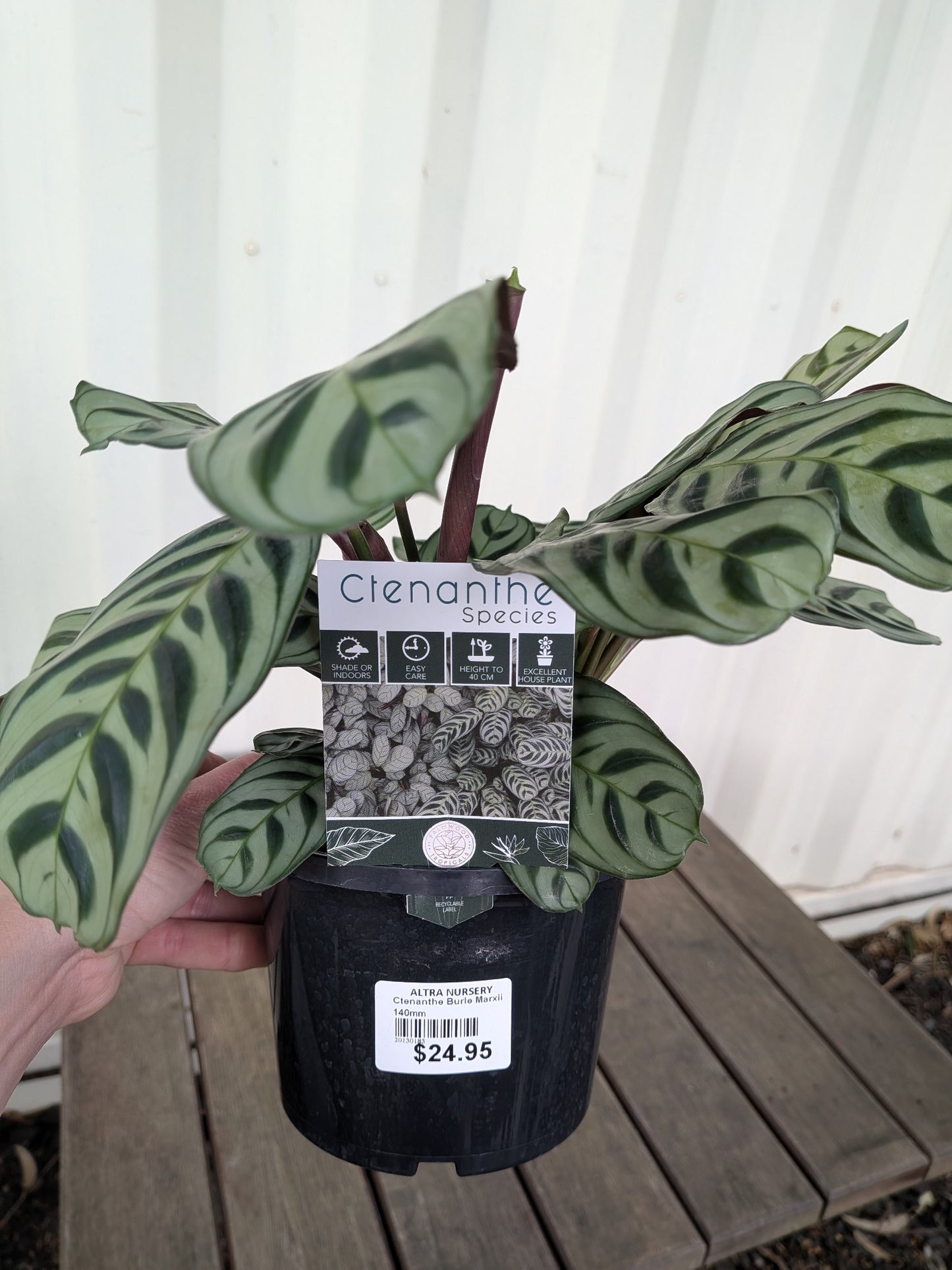 Ctenanthe Burle Marxii 140mm