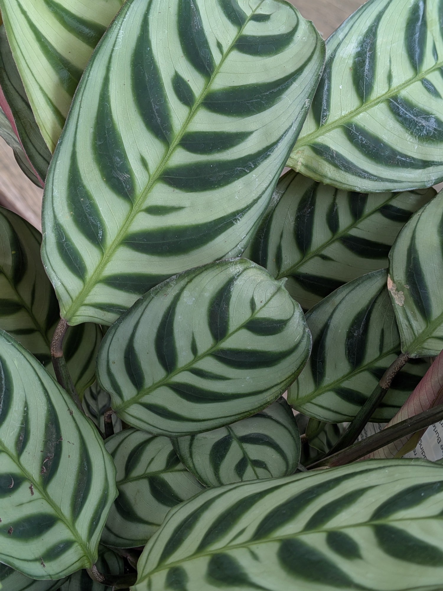 Ctenanthe Burle Marxii 140mm