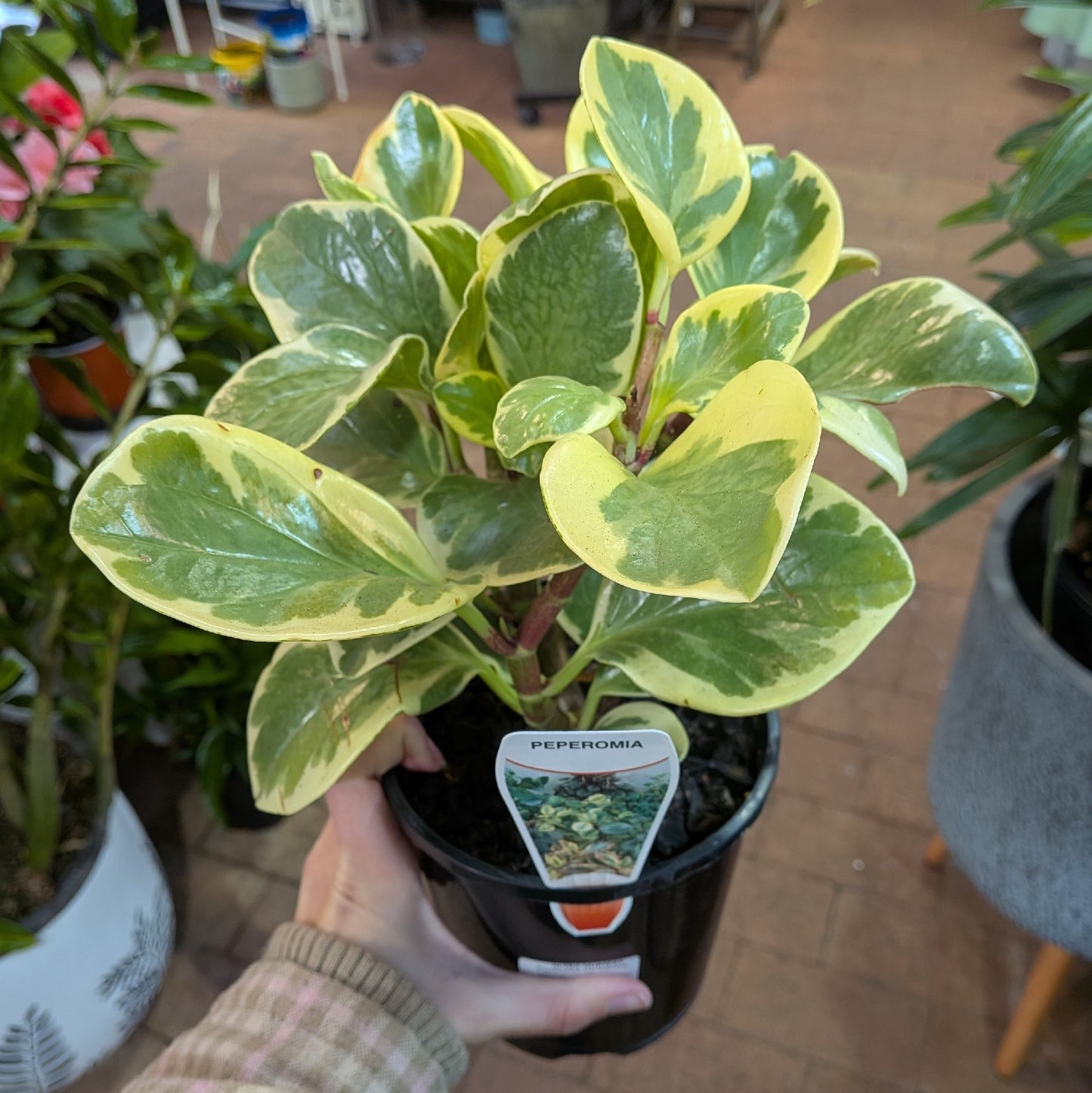 Peperomia Variegated 140mm