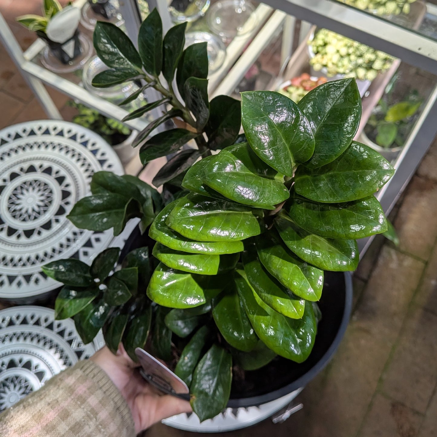 Zamioculcas Zenzii 20cm