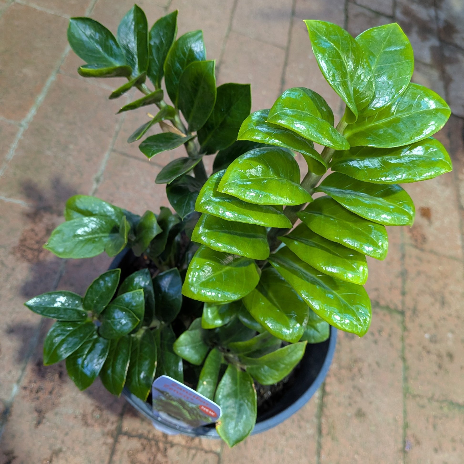 Zamioculcas Zenzii 20cm